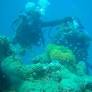 SHORE DIVE