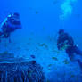 CERTIFIED SCUBA COURSES